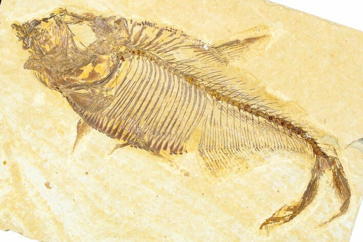 Detailed Fossil Fish (Diplomystus) - Wyoming #379507